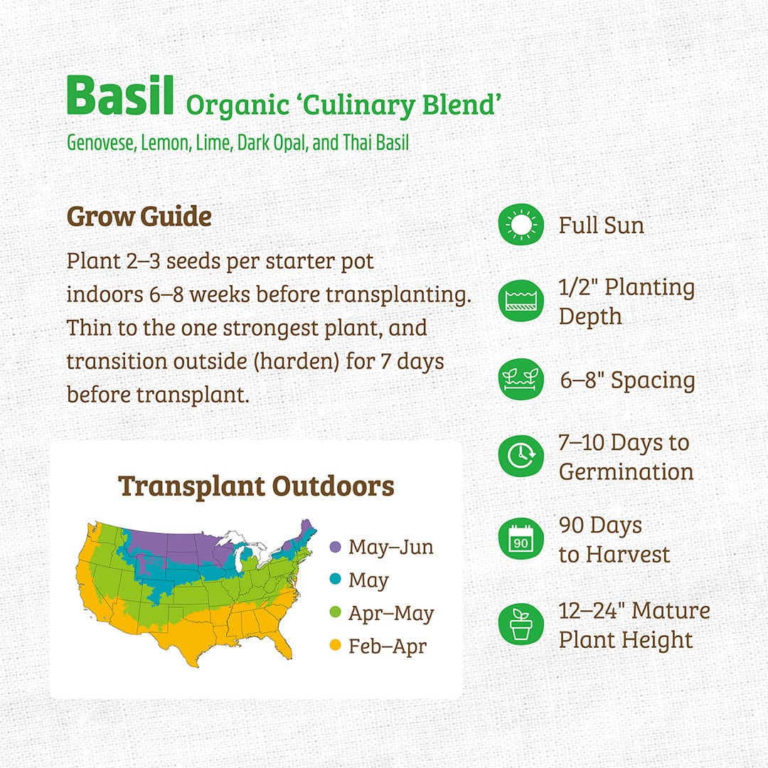 Organic Basil Seeds — 'Culinary Blend'