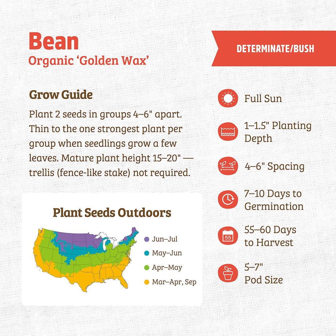 Organic Bean Seeds — 'Golden Wax'