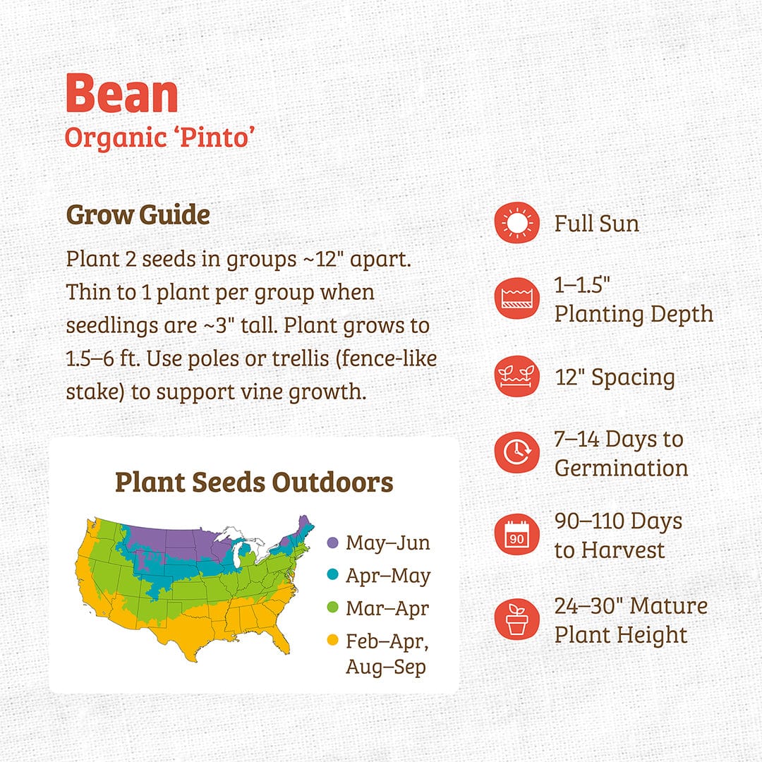 Organic Bean Seeds — 'Pinto'