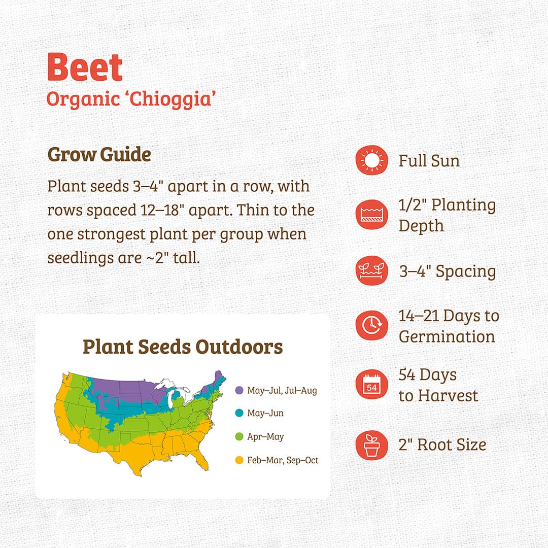 Organic Beet Seeds — 'Chioggia'