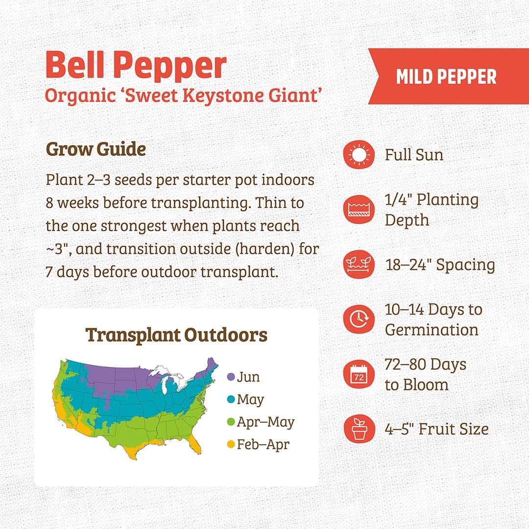 Organic Bell Pepper Seeds — 'Keystone Giant'