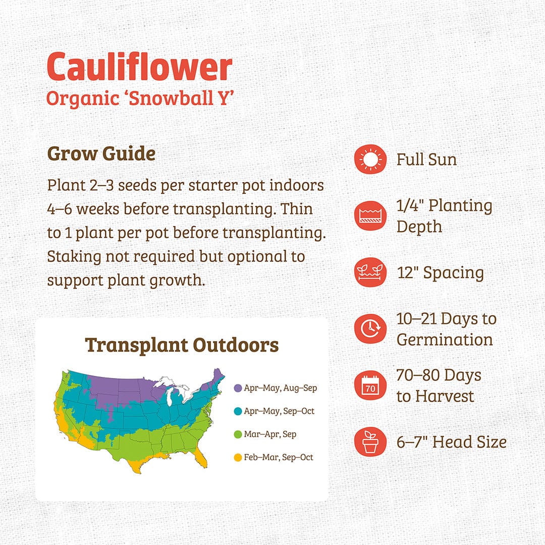 Organic Cauliflower Seeds — 'Snowball Y'