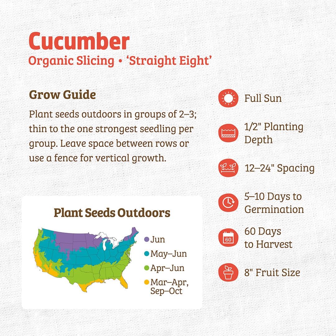 Organic Cucumber Seeds — 'Slicing • Straight Eight'