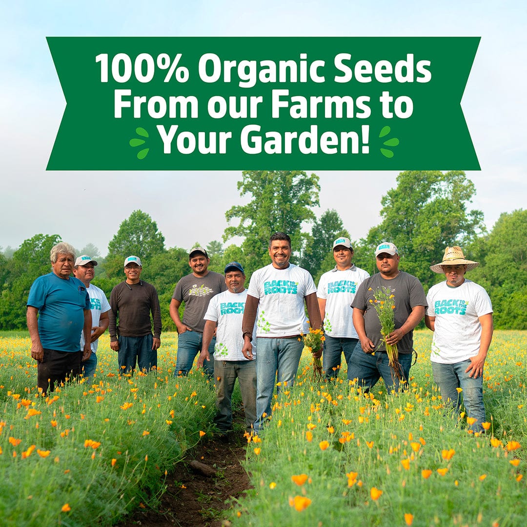 Organic Beginner’s Garden, 10 Variety Pack - Seed Packet Bundle