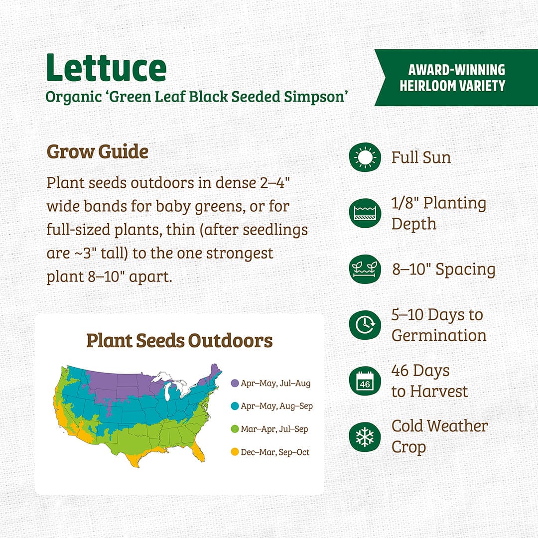Organic Lettuce Seeds — 'Green Leaf Black Seeded Simpson'