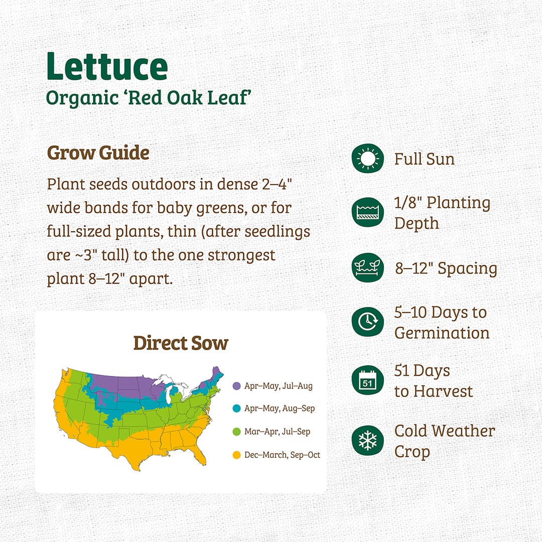 Organic Lettuce Seeds — 'Red Oak Leaf'