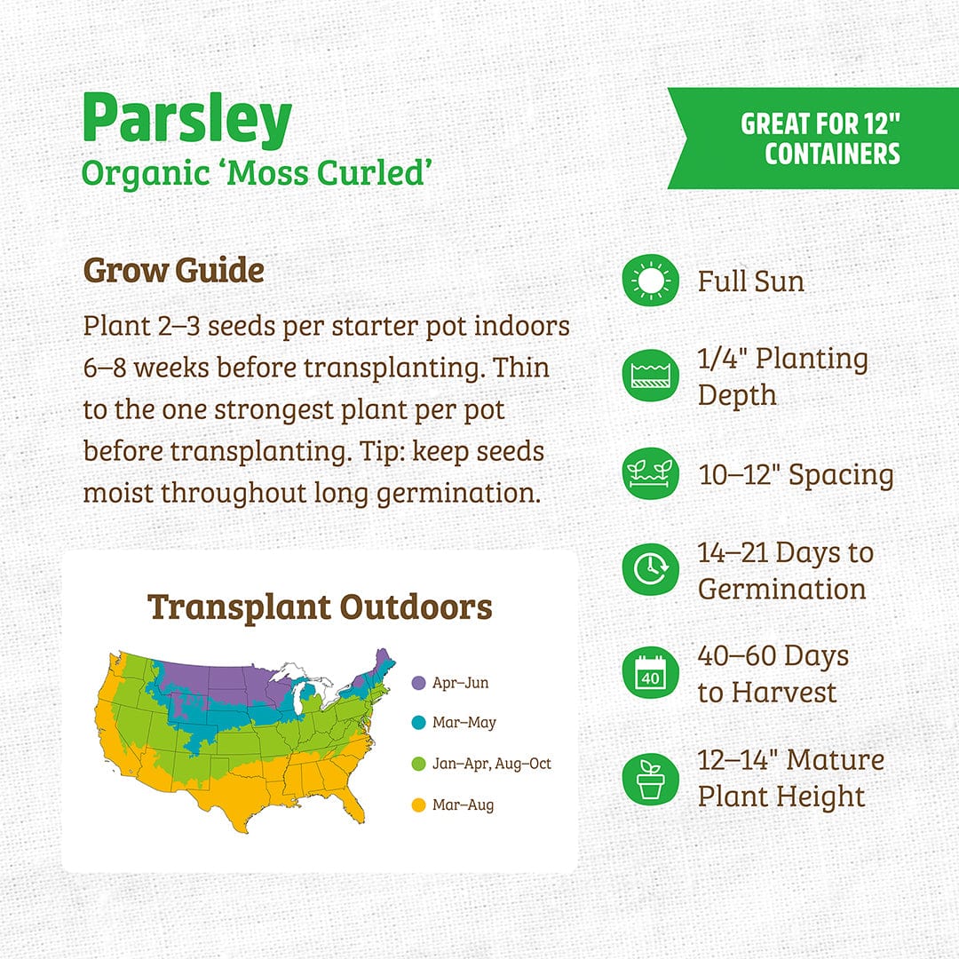Organic Parsley Seeds — 'Moss Curled'