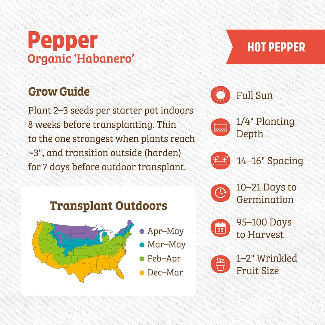 Organic Pepper Seeds — 'Habanero'