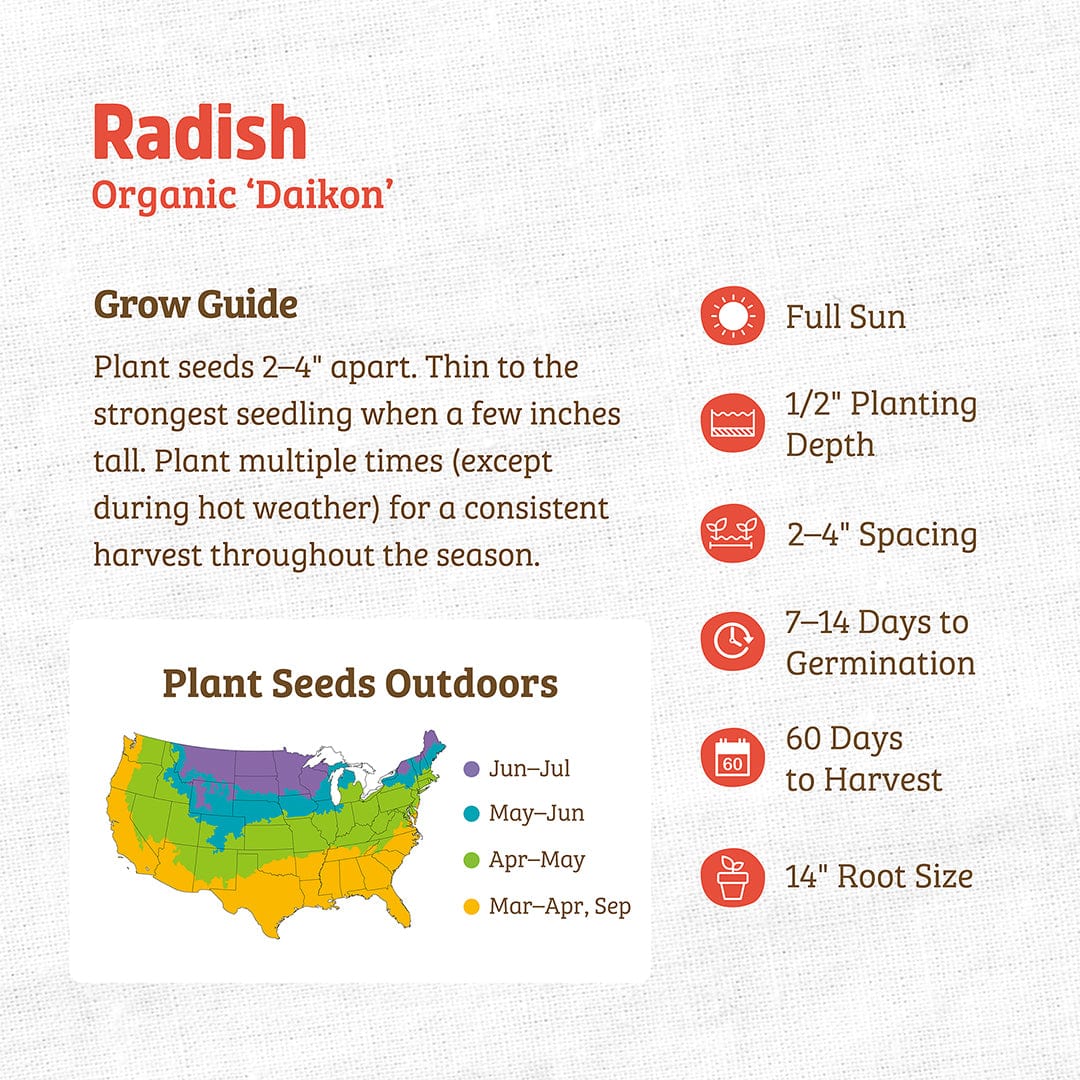 Organic Radish Seeds — 'Daikon'