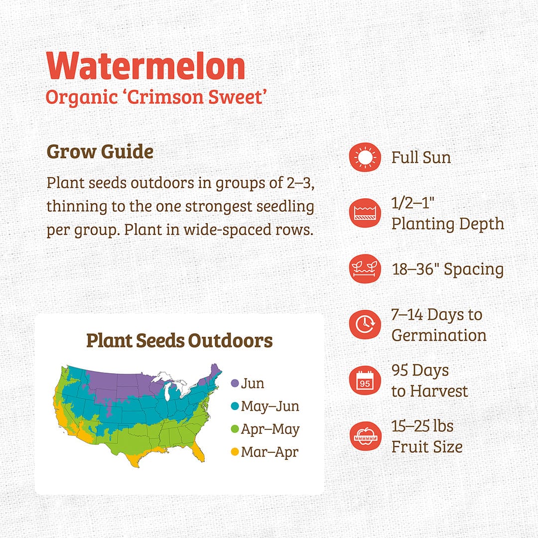 Organic Watermelon Seeds — 'Crimson Sweet'