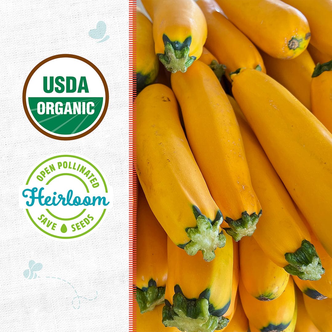 Organic Zucchini Seeds — 'Golden'