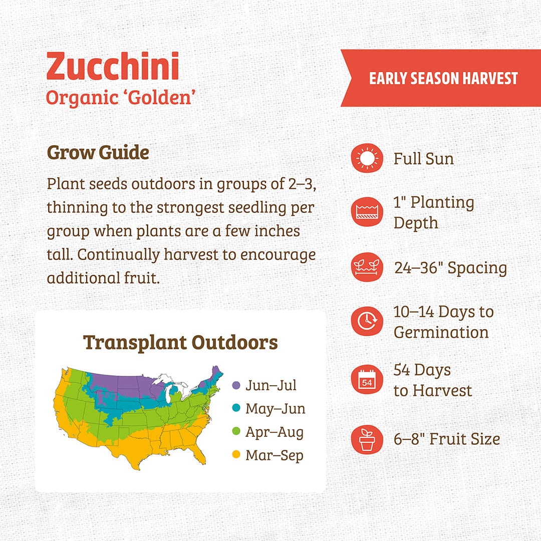 Organic Zucchini Seeds — 'Golden'