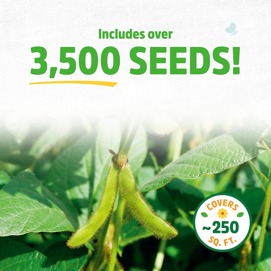 Organic Soybean Cover Crop Seeds