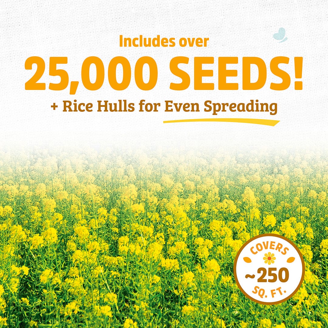Organic Yellow Mustard Cover Crop Seeds