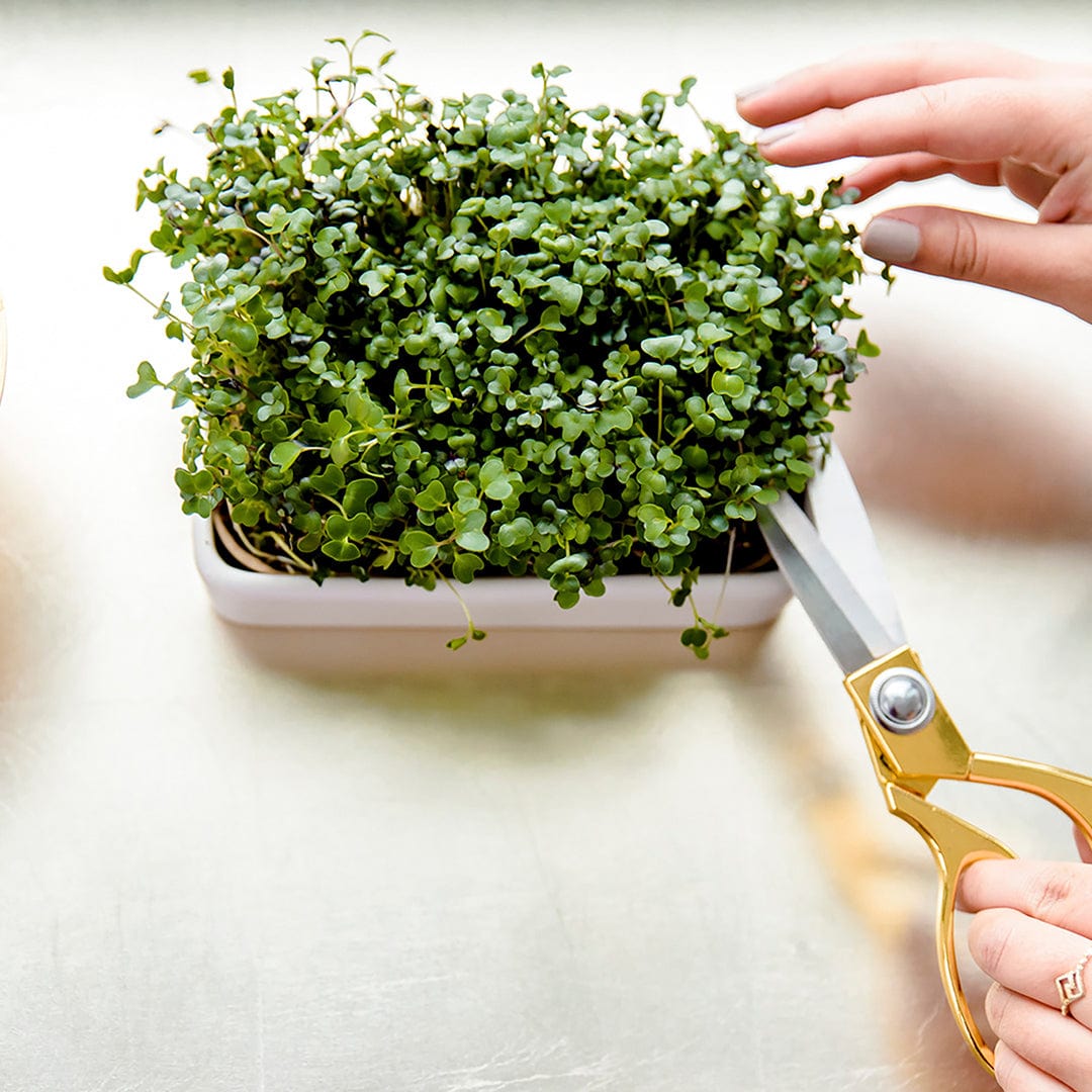 Organic Microgreen Seeds Refill Value Pack — Mighty Mix