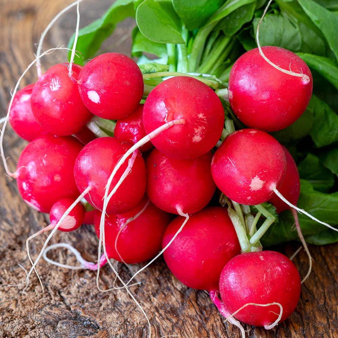 Organic Radish Seeds — 'German Giant'
