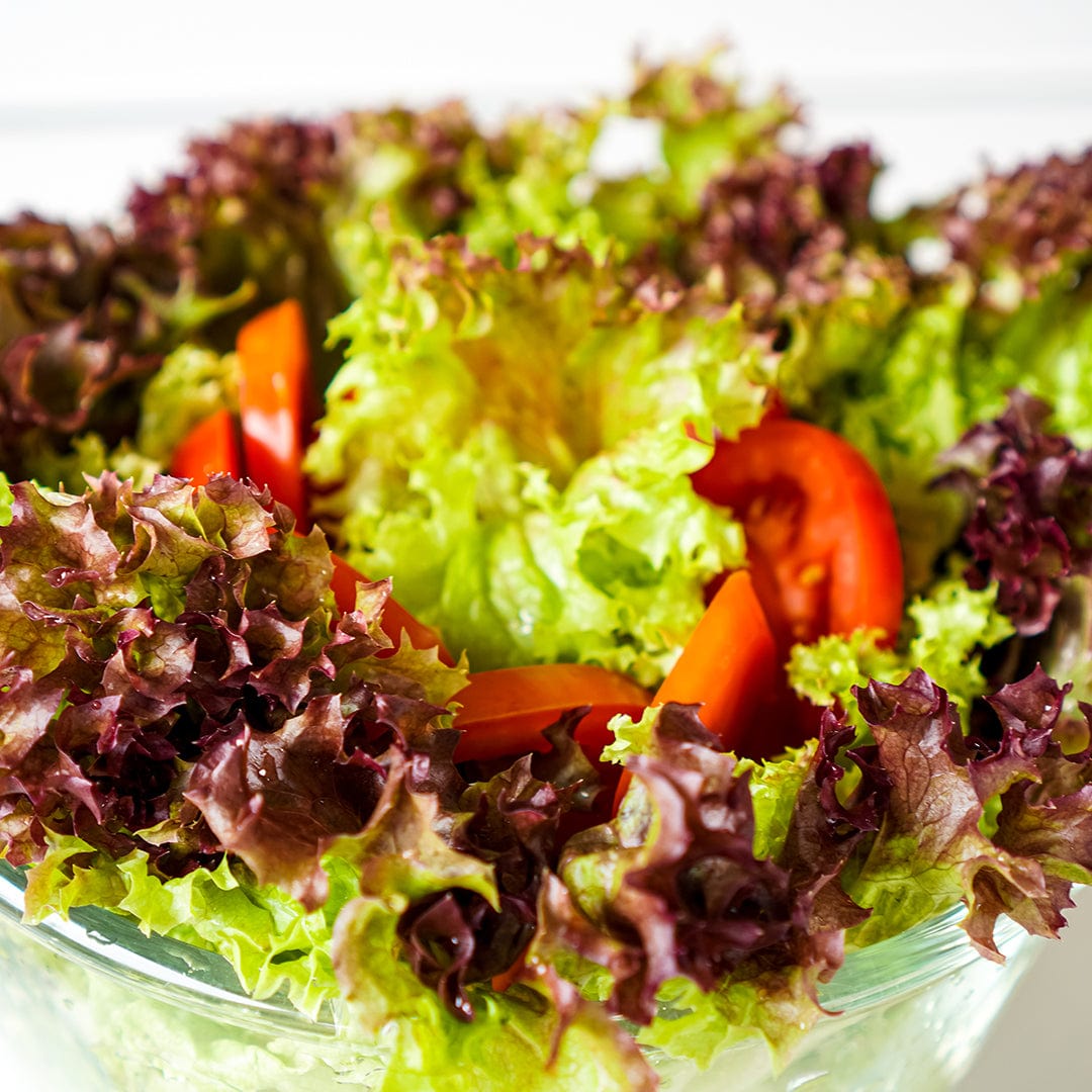 Organic Lettuce Seeds — 'Red Oak Leaf'