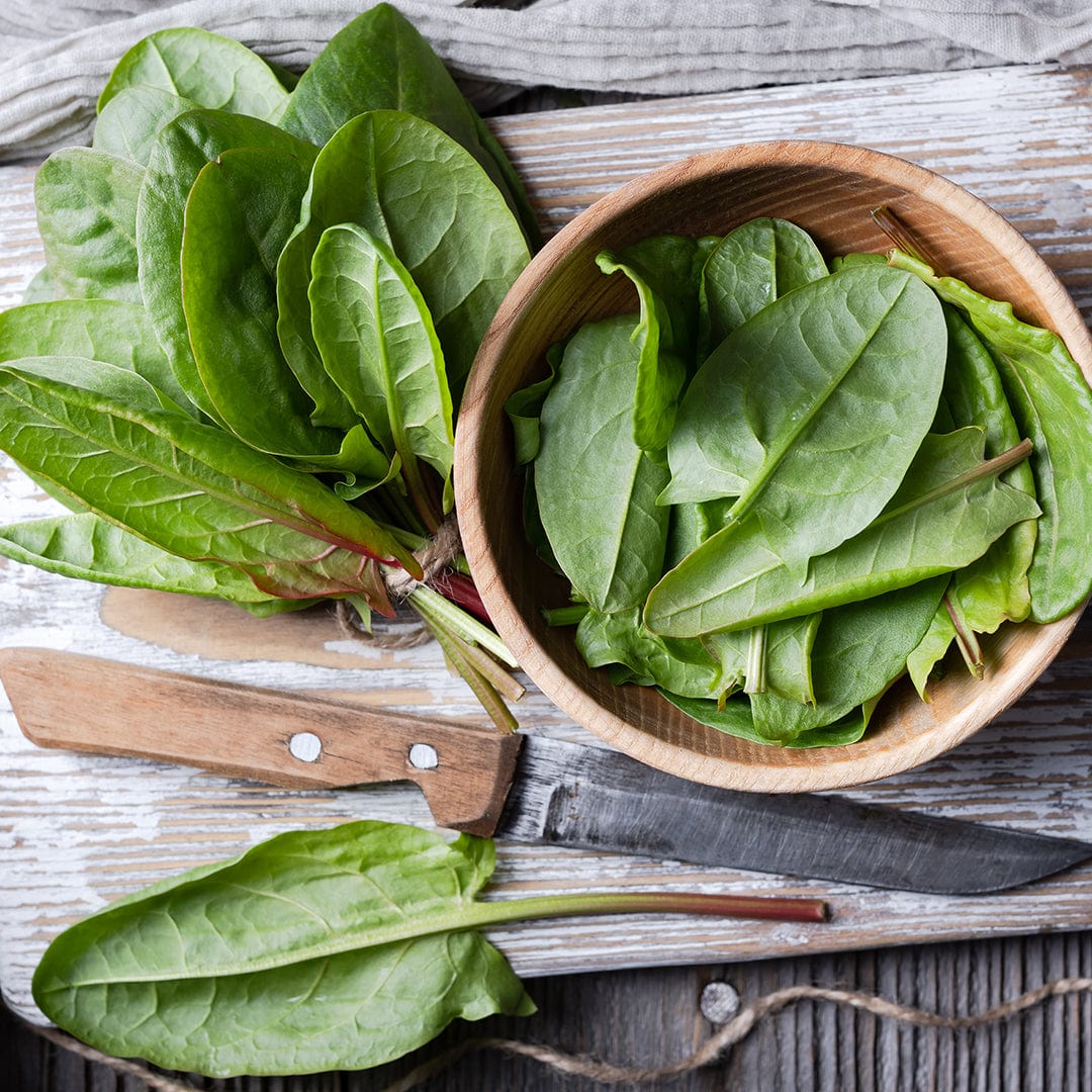 Organic Sorrel Seeds — 'Garden Large Leaf'