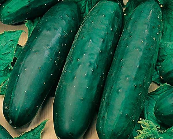 Organic Veggie Garden Variety Pack - Seed Pack Bundle