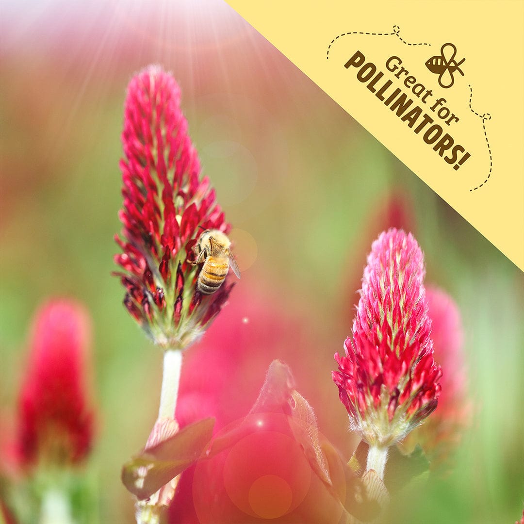 Organic Crimson Clover Cover Crop Seeds