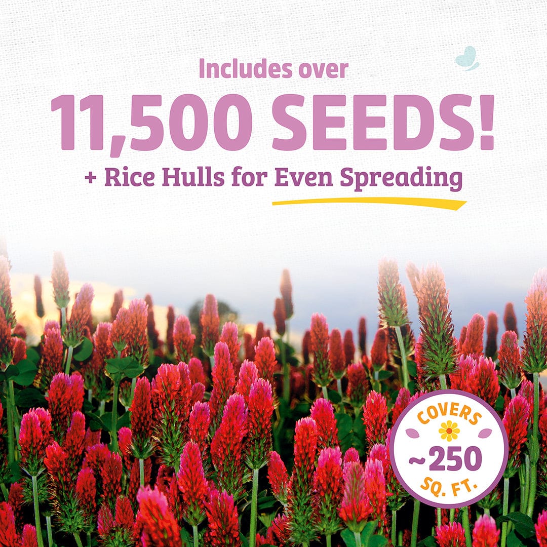 Organic Crimson Clover Cover Crop Seeds