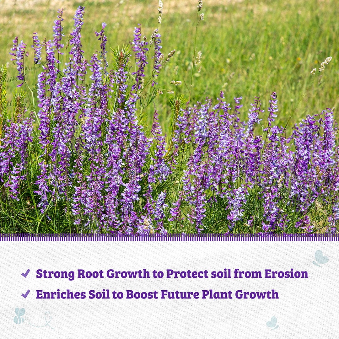 Organic Hairy Vetch Cover Crop Seeds