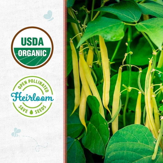 Organic Bean Seeds — 'Golden Wax'
