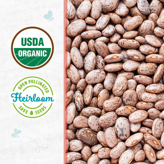 Organic Bean Seeds — 'Pinto'