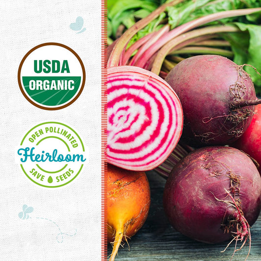 Organic Beet Seeds — 'Chioggia'