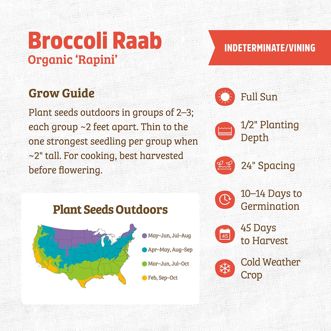 Organic Broccoli Raab Seeds — 'Rapini'