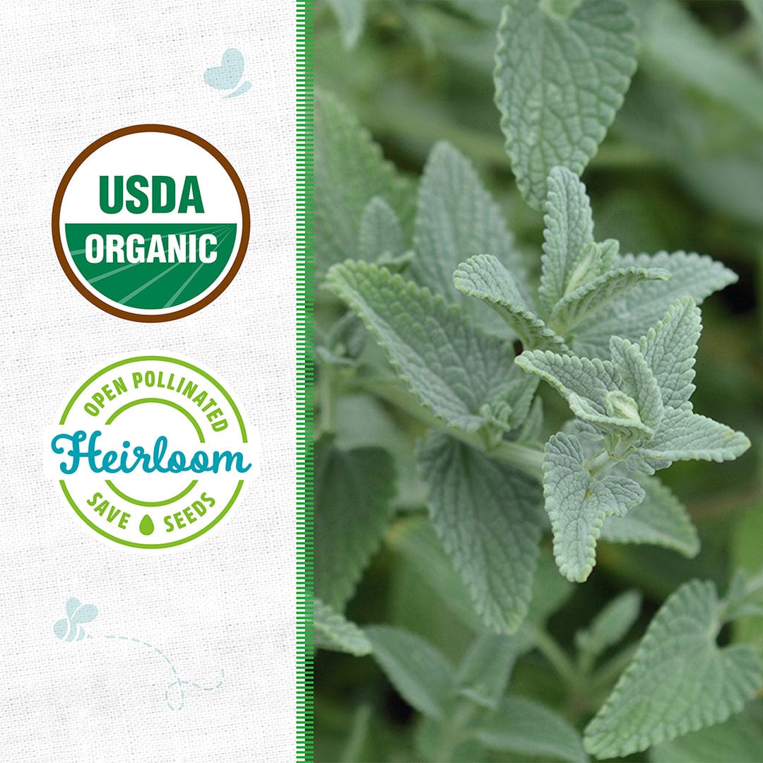 Organic Mint Seeds — 'Catnip'