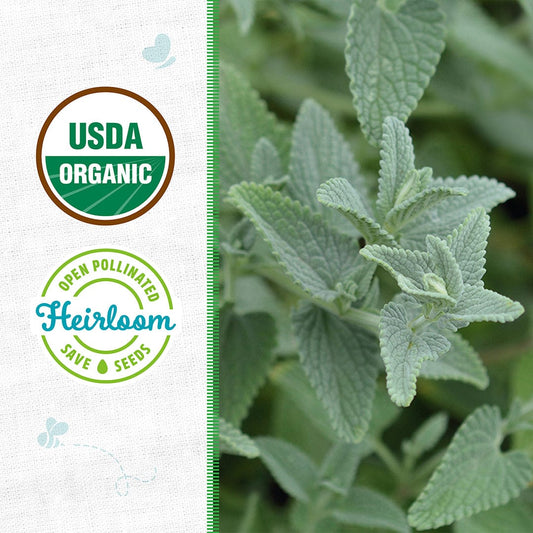 Organic Mint Seeds — 'Catnip'