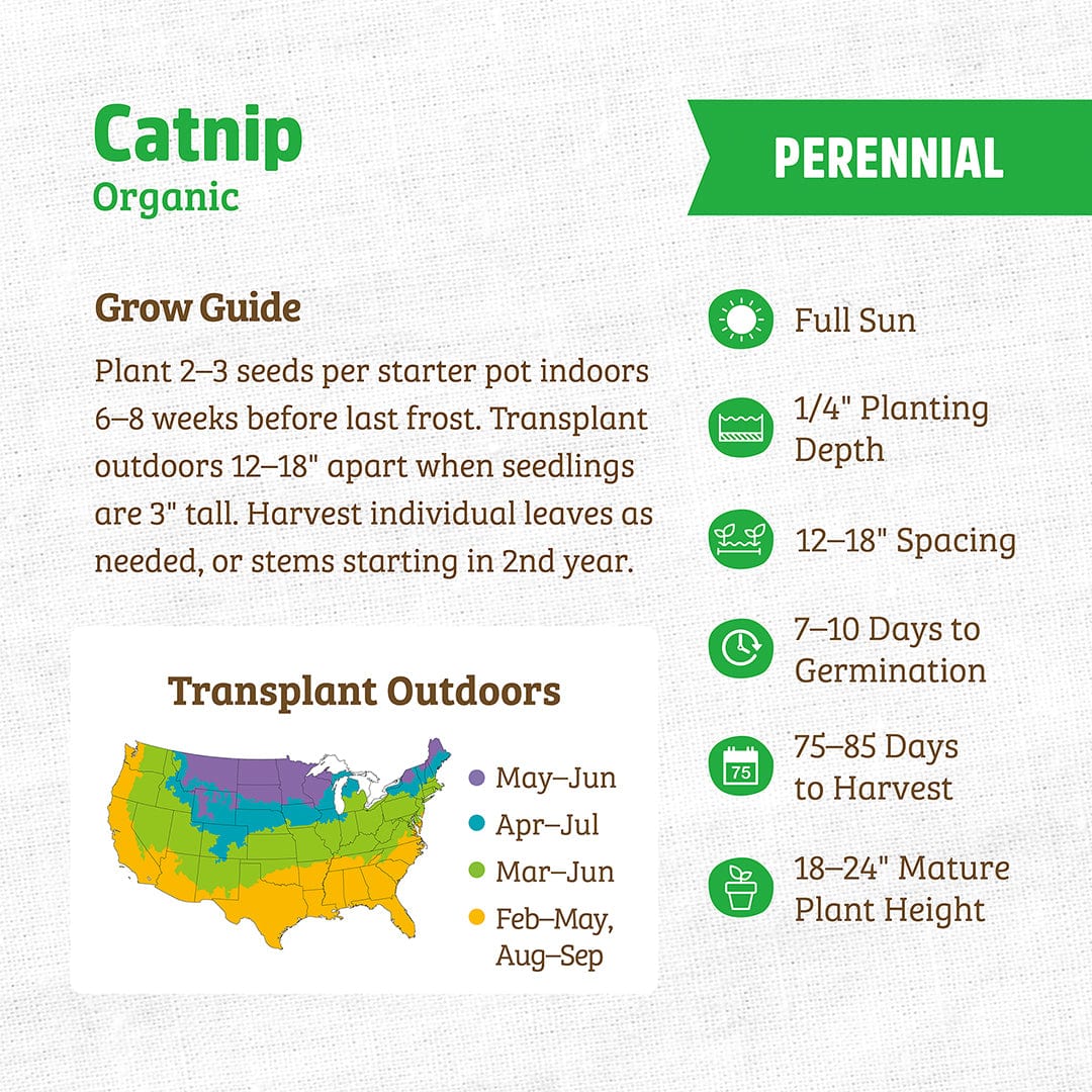 Organic Mint Seeds — 'Catnip'