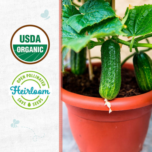 Organic Cucumber Seeds — 'Slicing • Spacemaster'