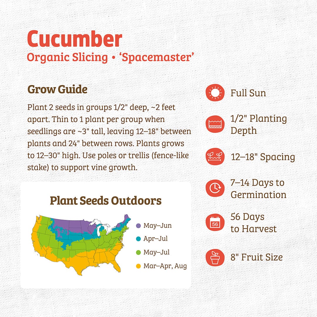 Organic Cucumber Seeds — 'Slicing • Spacemaster'