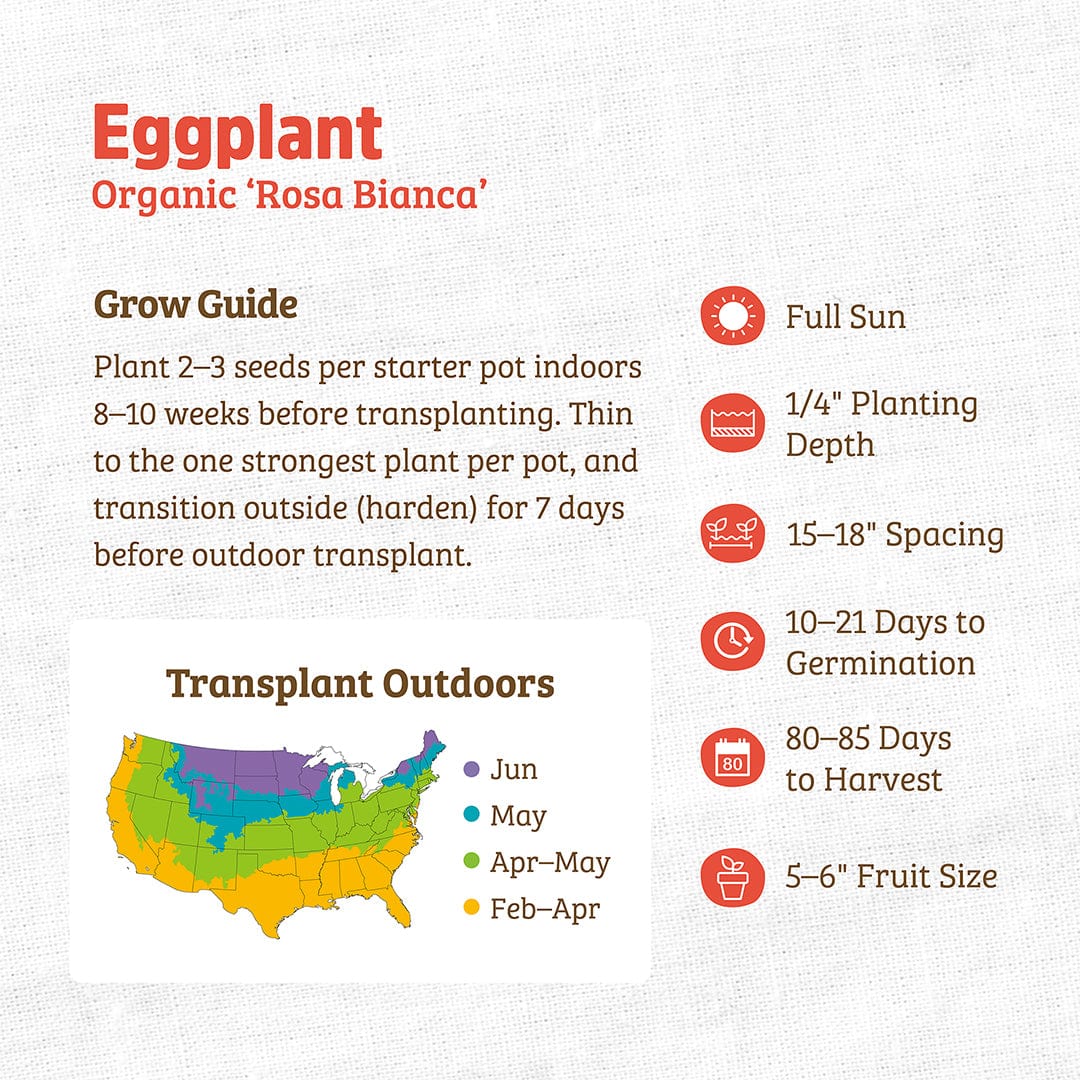 Organic Eggplant Seeds — 'Rosa Bianca'