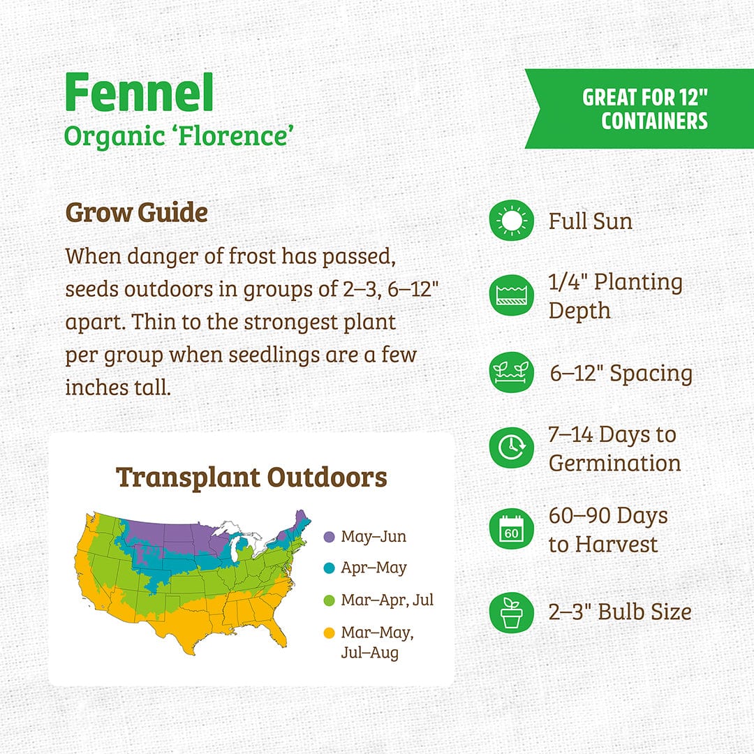 Organic Fennel Seeds — 'Florence'