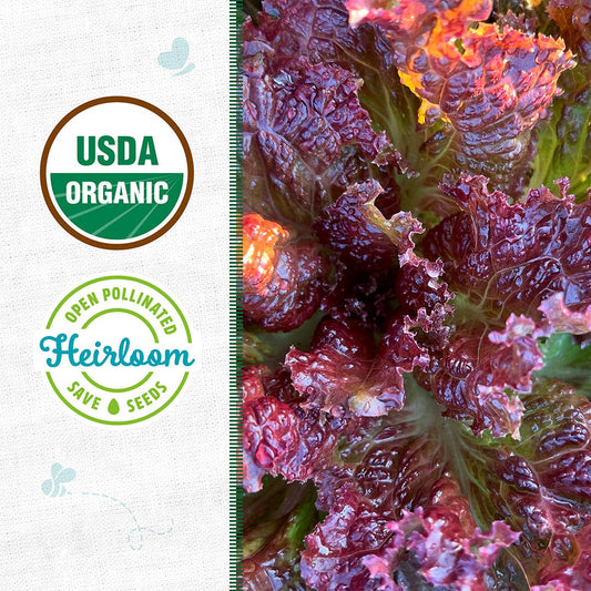 Organic Lettuce Seeds — 'Red Oak Leaf'