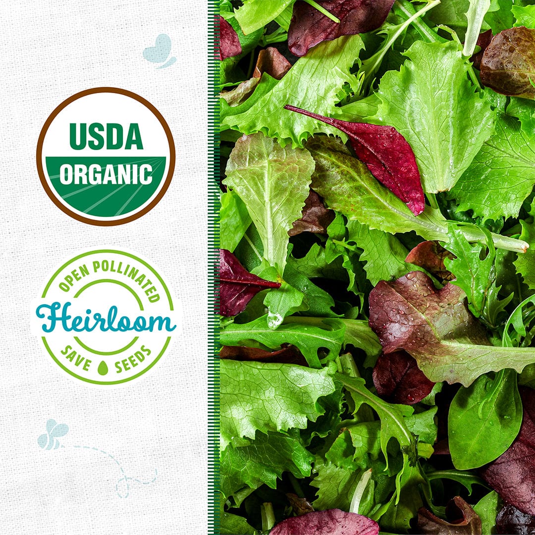 Organic Mesclun Seeds — 'Gourmet Salad Mix'