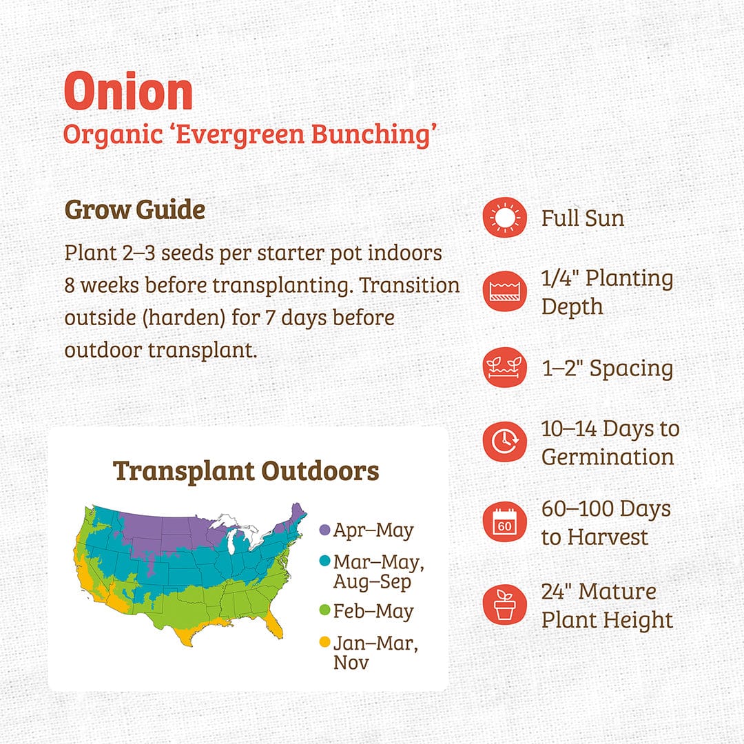 Organic Onion Seeds — 'Evergreen Bunching'