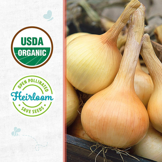 Organic Onion Seeds — 'Walla Walla'