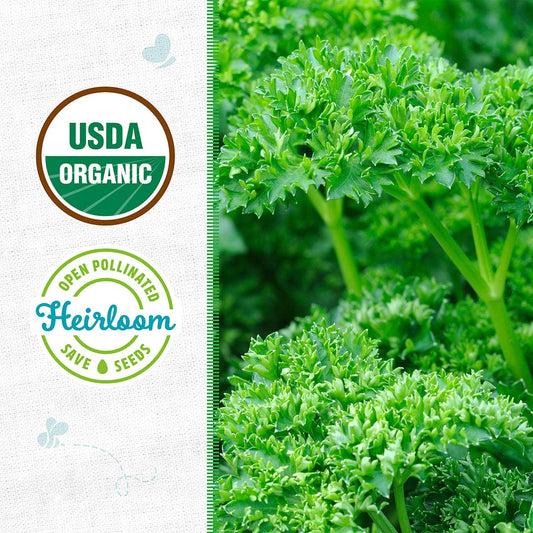 Organic Parsley Seeds — 'Moss Curled'