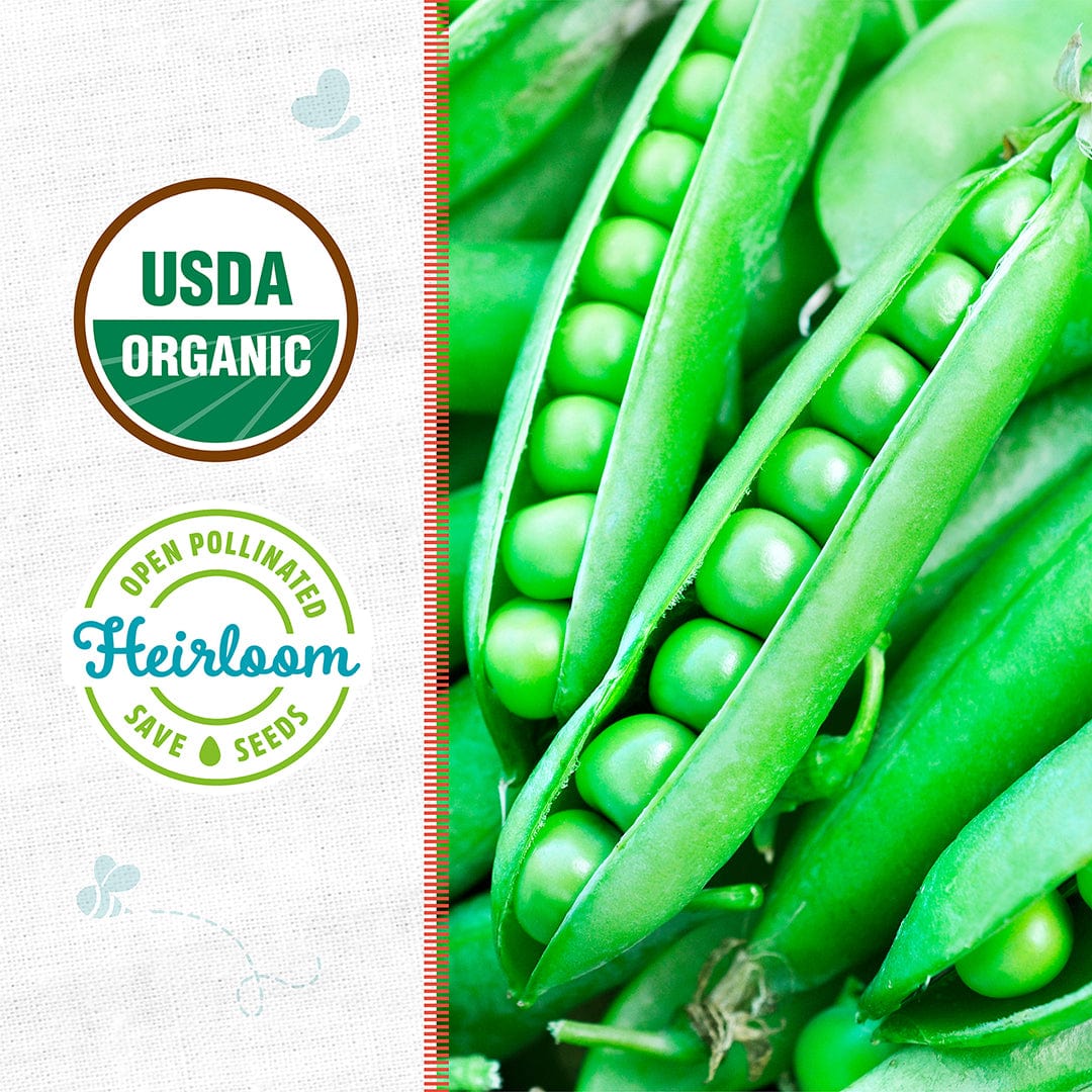 Organic Pea Seeds — 'Green Arrow'
