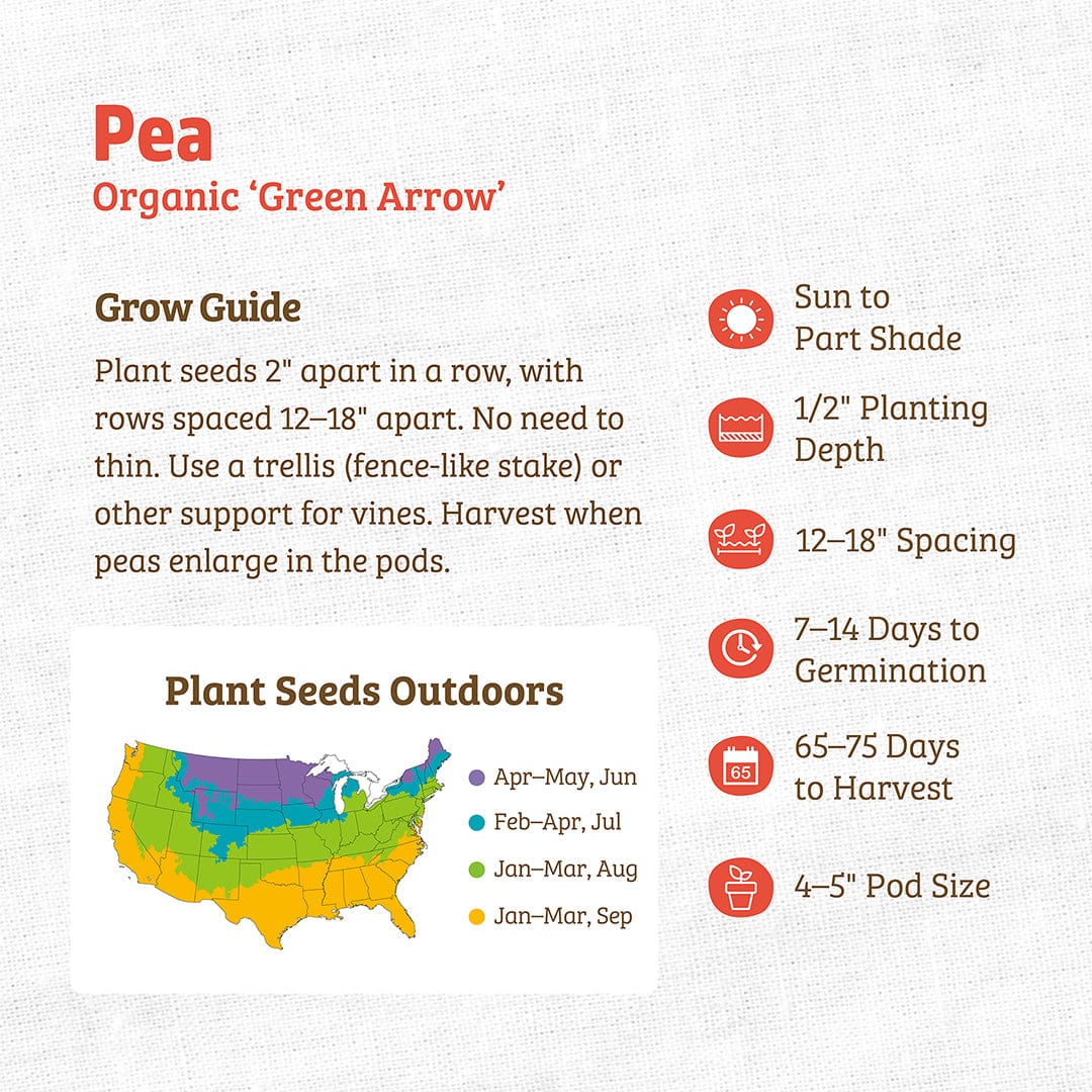 Organic Pea Seeds — 'Green Arrow'