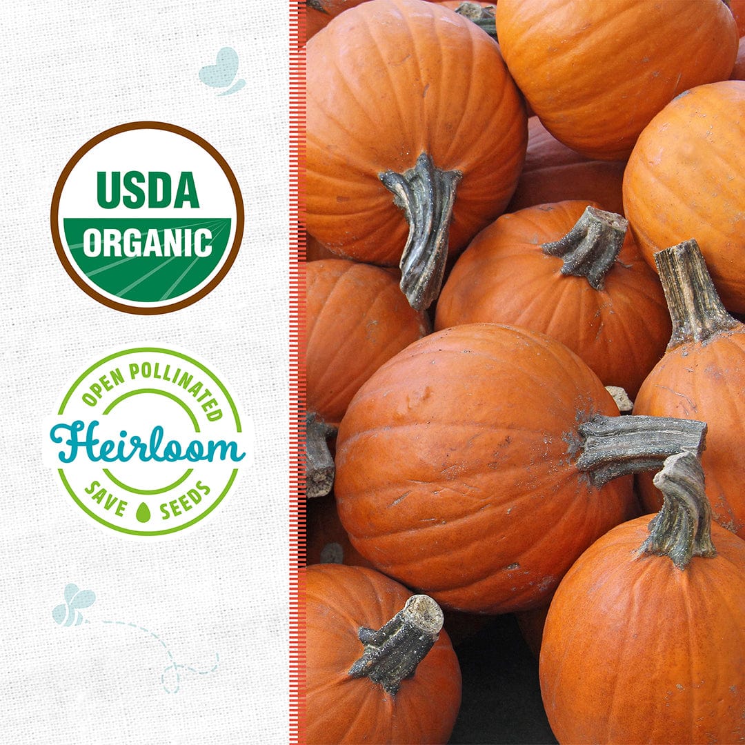 Organic Pumpkin Seeds — 'Small Sugar'