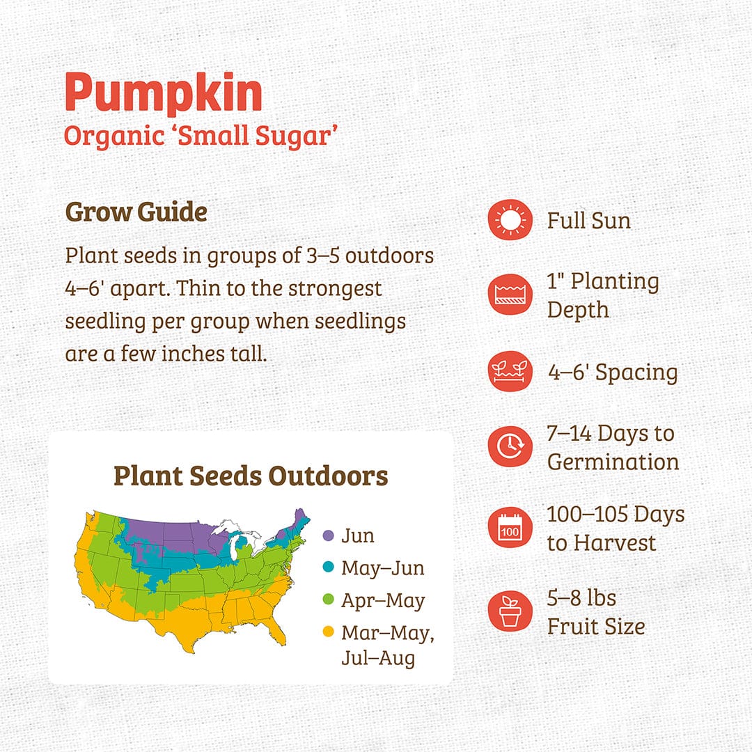 Organic Pumpkin Seeds — 'Small Sugar'