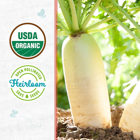 Organic Radish Seeds — 'Daikon'