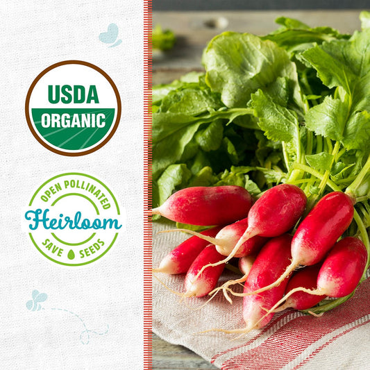 Organic Radish Seeds — 'French Breakfast'