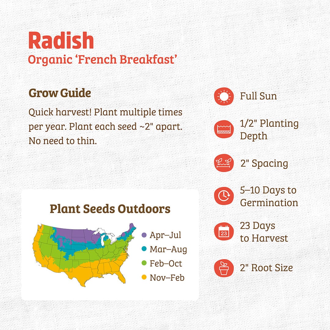Organic Radish Seeds — 'French Breakfast'