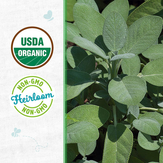 Organic Sage Seeds — 'Broadleaf'